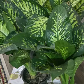 ДЕФФЕНБАХИЯ  больщая