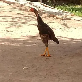 satılık bayes horaz