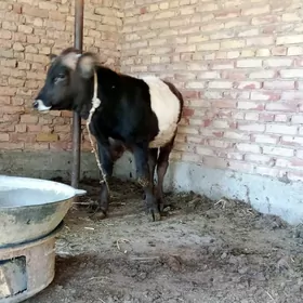 Tohum Öküz Gibrit 8 aýynda