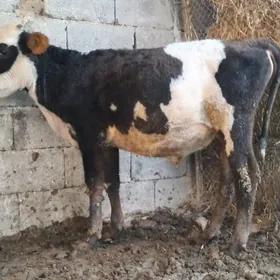 Gole okuz Galyşteýin