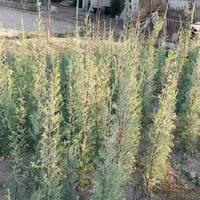 kipariz ýolka agajy