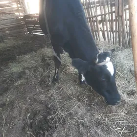 Çorny pýostr sygyr