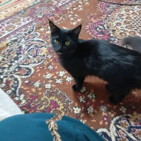 черная кошечка