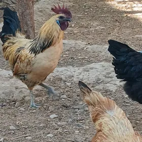 Legdenizki Horaz gara eti sunk