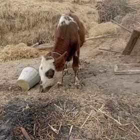 Öküzçe 2 sani yer boynuzunda