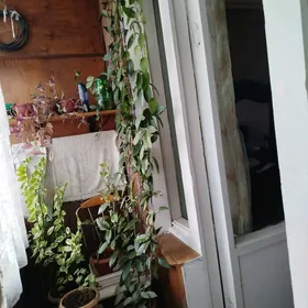 домашние цветы.