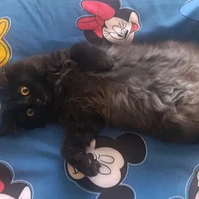 кошка кошечка котяра