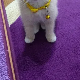 Şatlant parado dik gulak pişik