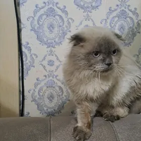 кот шотландские