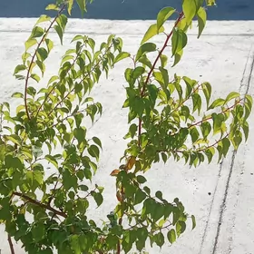 erik alma şefdaly şitilleri