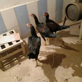 Horaz baysow juyjeler