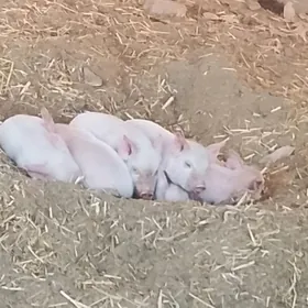 жожуклы матка