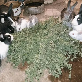 кролики на продажу