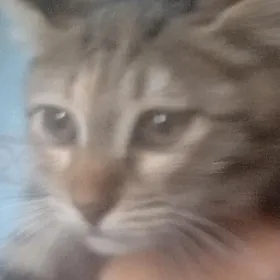 отдаю девочку