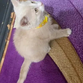 Pisik 2 aylyk parado satlant