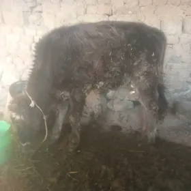 6 aylyk öküzce bakyda duran