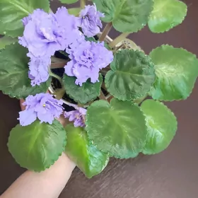 фиалка "небесное создание"