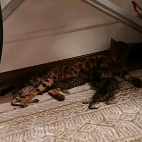 bengal kotyata pisik