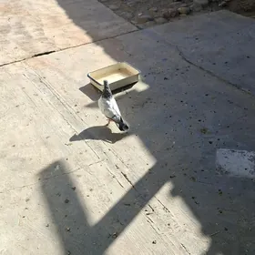 kepderi  голуби