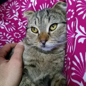 Потерялся вислоухий котик