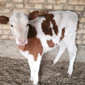 Сементал Окуз