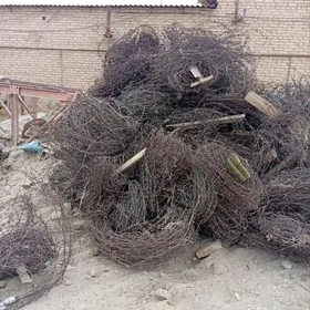 тикенли сим калючий провл