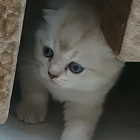 вислоухие котята