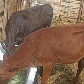 öküzçe tüwe öküz göle