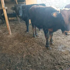 öküzçe tüwe öküz göle