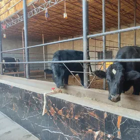 3 саны Окуз черный пёстер