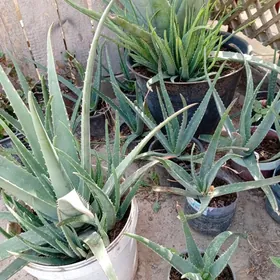 Aloe gul