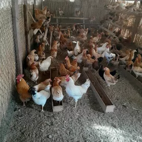 Yas Yumurtga guzlayan Towuklar