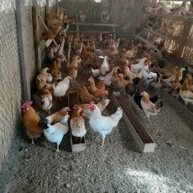 Yas Towuk 2025 03 28 juje