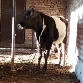 Öküz Gibrit Tohum 8 aýlyk