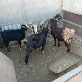 yeri bugdayyly goyun cevi