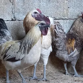 Towuk Lakedanzi Куры Лакеданзи