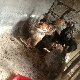 brama laset gara blu brama