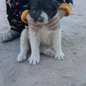 alabay gujik copan it