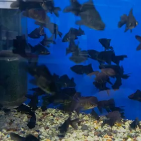 чёрные   телескопы