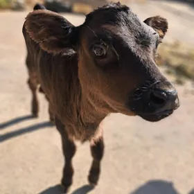 Tuwe corni prostrate gibrid