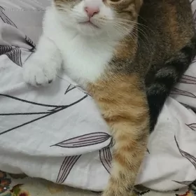 mugut berjek gowyja saklajaga