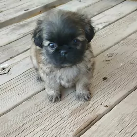 щенки пикинеса