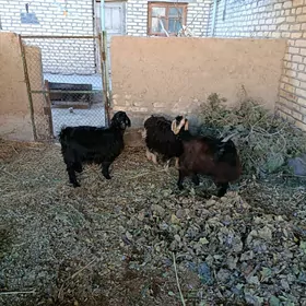 GEÇI BIÇIK  2 SI ERKEK 1 URGAC