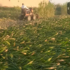 Gowuş Bugday Şaly Oryan Źatga