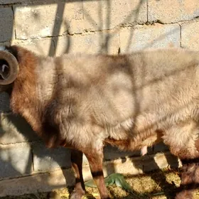 Goç dayow goç 80kg