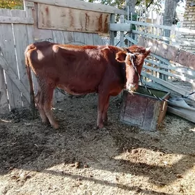 Богазсыгырлар