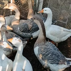 Gus, Martini gus bar.