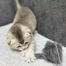 шотландская вислоухая