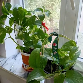 ДОМАШНИЕ РАСТЕНИЯ