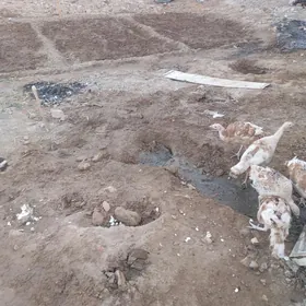 gyzyl indyuk jujeler